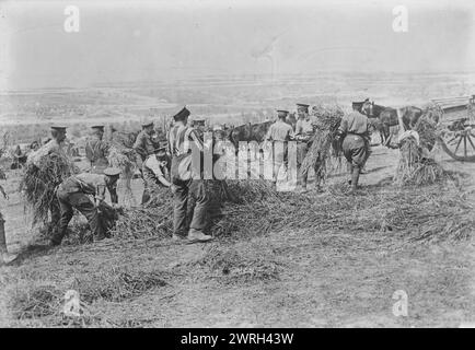 I soldati britannici danno da mangiare ai cavalli, aprile 1917. Soldati britannici che raccolgono avena per i loro cavalli vicino a Fricourt, somme, Francia, aprile 1917 durante la battaglia di Arras, nella prima guerra mondiale Foto Stock