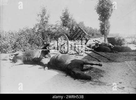 Dopo la battaglia di Haelen, 1914. Cavalli morti in una strada dopo la battaglia di Haelen che fu combattuta dagli eserciti tedeschi e belgi il 12 agosto 1914 nei pressi di Haelen, in Belgio durante la prima guerra mondiale Foto Stock