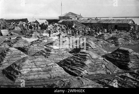 Pesce salato con il metodo giapponese secco, piegato in pile, 1910-1929. Da un album contenente 296 opere che offrono uno sguardo sulla vita nell'estremo nord-est russo nel primo terzo del XX secolo. Include scene naturali della Kamchatka, vedute di Petropavlovsk e di altri centri abitati, e immagini dei popoli indigeni della Kamchatka e dei territori vicini - le loro occupazioni e la loro cultura materiale. Museo regionale unificato di Kamchatka Foto Stock