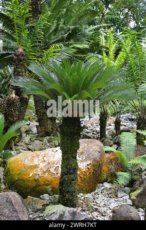 Una palma sago (Cycas revoluta) e altre Cycadi in un orto orticolo, una delle numerose specie utilizzate per la produzione del sago. Foto Stock