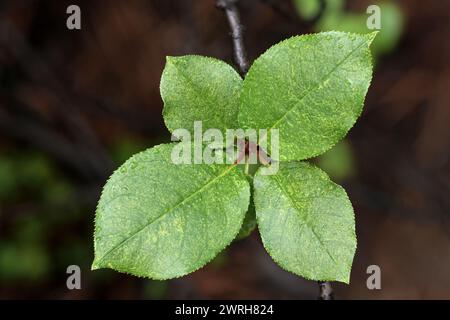 Chokecherry lascia lo stelo Foto Stock