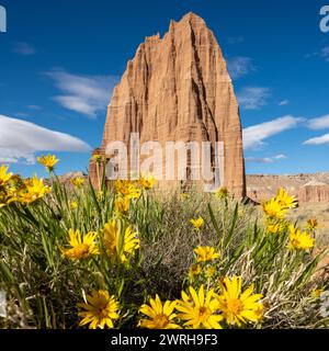 Il Tempio del Sole sorge sopra i Fiori del sole nel Capitol Reef National Park Foto Stock