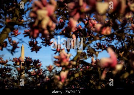 Washington, Stati Uniti. 12 marzo 2024. Il Monumento a Washington è visto attraverso un albero di legno di cane in fiore da una piccola isola nel Constitution Gardens Pond sul National Mall mentre il sole tramonta il 12 marzo 2024 a Washington, DC i Washingtoniani finalmente possono godersi il clima più caldo e la primavera inizia a girare intorno al Campidoglio delle Nazioni. (Foto di Samuel Corum/Sipa USA) credito: SIPA USA/Alamy Live News Foto Stock