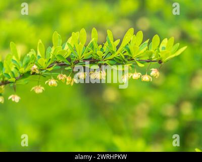 Cespuglio di barbacca in primavera con foglie verdi fresche e piccoli fiori gialli. Rami di cespugli con foglie giovani. Immagine di sfondo. Berberis, com Foto Stock