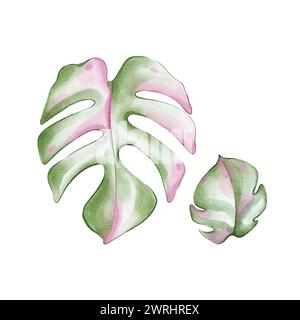 Monstera rosa acquerello. Illustrazione disegnata a mano Foto Stock