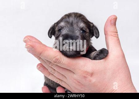 Un piccolo cucciolo appena nato sulla mano del proprietario. Ritratto di un piccolo cucciolo cieco di schnauzer su sfondo bianco Foto Stock