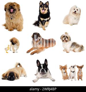 raccolta con cani su fondo bianco pulito Foto Stock