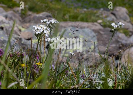 Freccia nera (Achillea atrata) Foto Stock
