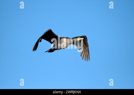 Grande cormorano (Phalacrocorax carbo), in volo, di fronte a un cielo azzurro, zona di cedimento, Bottrop, zona della Ruhr, Renania settentrionale-Vestfalia, Germania Foto Stock