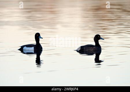 Anatra tufted (Aythya fuligula), coppia, in una zona di affondamento, retroilluminata, mattina, Bottrop, zona della Ruhr, Renania settentrionale-Vestfalia, Germania Foto Stock