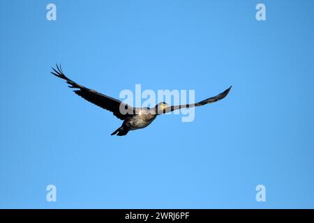 Grande cormorano (Phalacrocorax carbo), in volo, di fronte a un cielo azzurro, zona di cedimento, Bottrop, zona della Ruhr, Renania settentrionale-Vestfalia, Germania Foto Stock