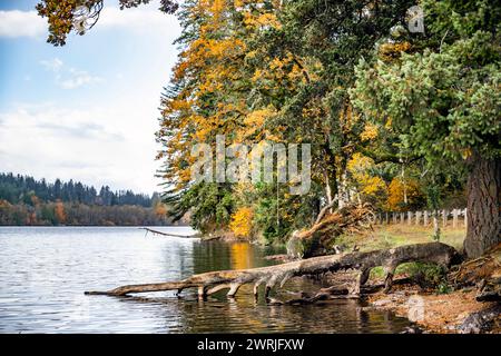 Il panoramico paesaggio autunnale con una foresta selvaggia che si riflette nelle acque del tranquillo lago forestale Lacamas attira turisti e viaggiatori attivamente tra Foto Stock