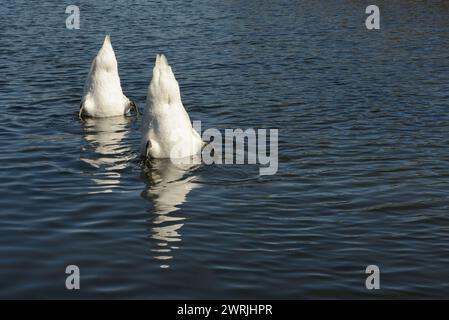 Un paio di cigni muti Cygnus olor che cercano cibo sott'acqua in acque poco profonde con spazio di copia Foto Stock