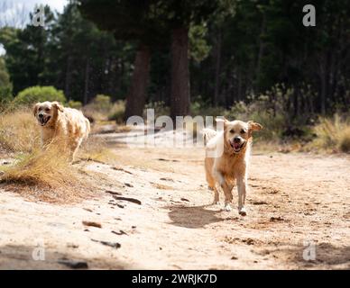 I due cani corrono su un sentiero nella foresta Foto Stock