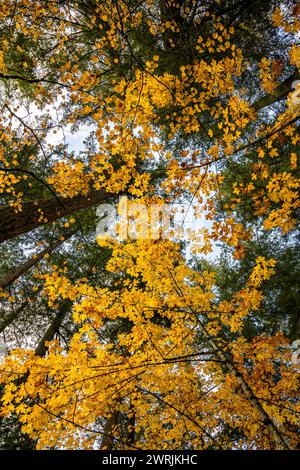 Il paesaggio autunnale con alti tronchi di abeti verdi e la corona gialla di giovani aceri sullo sfondo del cielo attira turisti e viaggiatori Foto Stock