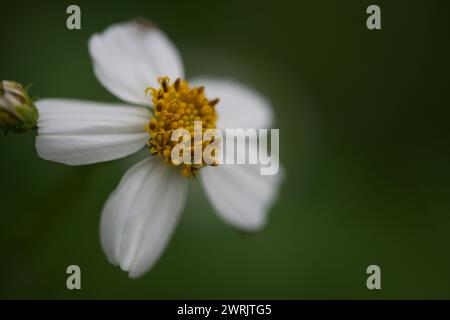 Primo piano di una mela in fiore su sfondo verde sfocato Foto Stock