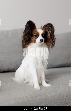 carino papillon che siede sul divano a casa Foto Stock