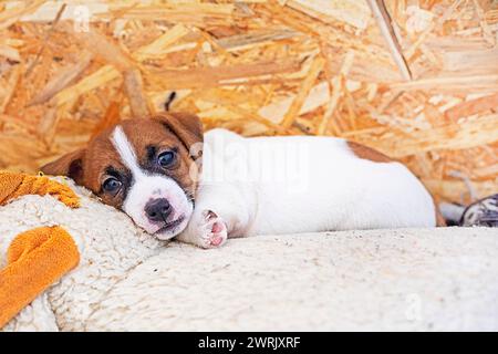 Il piccolo cucciolo Jack Russell terrier giace su un giocattolo morbido Foto Stock