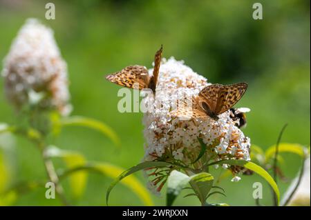 Farfalla "Emperor Mantle" (Argynnis paphia) sulla buddleia bianca nella natura verde Foto Stock