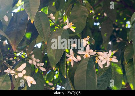 Fiori d'arancio su un albero Foto Stock