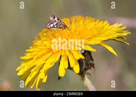 Scarso viola e falena dorata (Pyrausta ostrinalis) Foto Stock