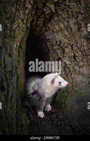 Ferret si diverte a camminare ed esplorare le buche degli alberi nel parco invernale Foto Stock