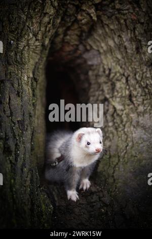 Ferret si diverte a camminare ed esplorare le buche degli alberi nel parco invernale Foto Stock