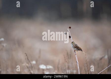 Un passero di savana ( Passerculus sandwichensis) arroccato su un ramoscello Foto Stock