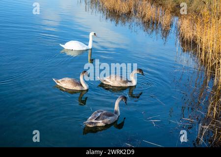 CIGNI GIOVANI E ADULTI, Åland, FINLANDIA: Cigno adulto con 3 cigni giovani nella zona di Järsö, appena a sud di Mariehamn, nell'arcipelago di Åland, Mar Baltico, Finlandia, ottobre 2022. Crediti fotografici: Rob Watkins Foto Stock