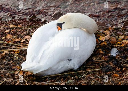 SLEEPING SWAN, BEACH, FINLANDIA: Un cigno riposante nel porto di Mariehamn, capitale dell'arcipelago di Åland, Mar Baltico, Finlandia, ottobre 2022. Crediti fotografici: Rob Watkins Foto Stock