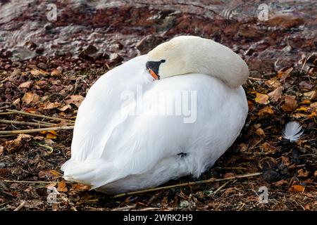 SLEEPING SWAN, BEACH, FINLANDIA: Un cigno riposante nel porto di Mariehamn, capitale dell'arcipelago di Åland, Mar Baltico, Finlandia, ottobre 2022. Crediti fotografici: Rob Watkins Foto Stock