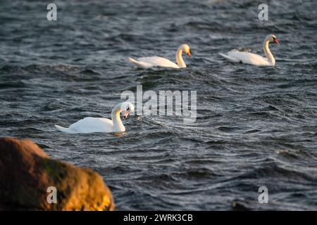 CIGNI SELVATICI, ARCIPELAGO DEL MAR BALTICO, FINALND: Cigni selvatici lungo la costa di Jurmo, una piccola isola dell'arcipelago di Turku, al largo della costa sud-occidentale della Finlandia. Foto: Rob Watkins. INFORMAZIONI: Jurmo ha una popolazione di circa 50 persone ed è conosciuta per il suo terreno accidentato, i paesaggi pittoreschi e la flora e la fauna uniche. Jurmo è l'ultima parte fuori terra del sistema geologico di creste Salpausselkä dell'era glaciale, che attraversa la Finlandia. Foto Stock