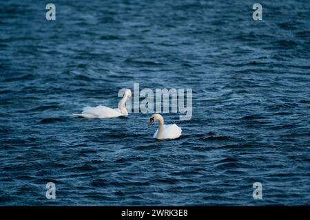 CIGNI SELVATICI, ARCIPELAGO DEL MAR BALTICO, FINALND: Cigni selvatici lungo la costa di Jurmo, una piccola isola dell'arcipelago di Turku, al largo della costa sud-occidentale della Finlandia. Foto: Rob Watkins. INFORMAZIONI: Jurmo ha una popolazione di circa 50 persone ed è conosciuta per il suo terreno accidentato, i paesaggi pittoreschi e la flora e la fauna uniche. Jurmo è l'ultima parte fuori terra del sistema geologico di creste Salpausselkä dell'era glaciale, che attraversa la Finlandia. Foto Stock