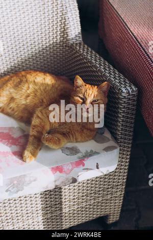 Carino gatto rosso che giace su una poltrona in una strada di Budva, Montenegro. Ritratto di un gatto di strada. Foto Stock