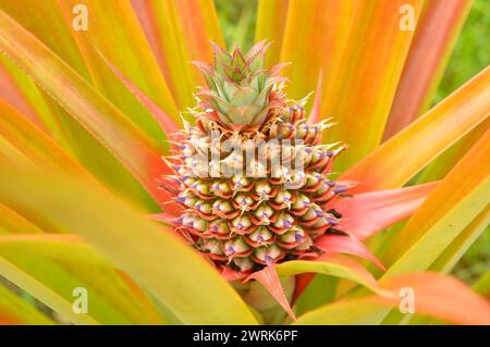 Un piccolo ananas che cresce, con una piccola corona in cima Foto Stock
