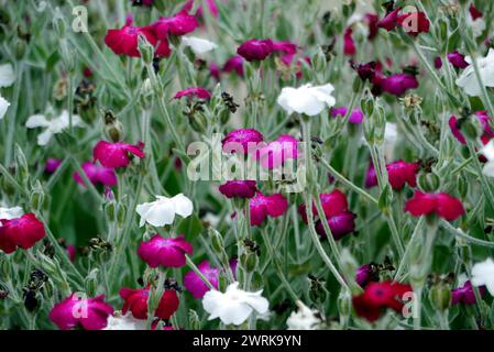 A Border of Pink Lychnis coronaria & White Alba' (Rose Campion) Flowers Grown at RHS Garden Harlow Carr, Harrogate, Yorkshire, Inghilterra, Regno Unito. Foto Stock