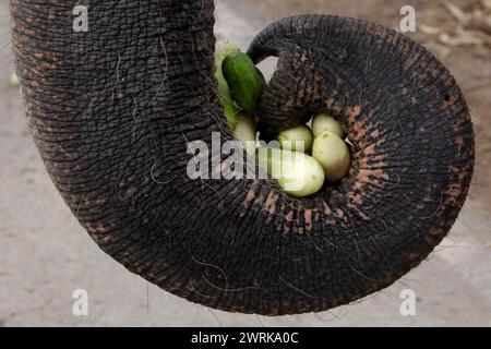 Ayutthaya, Thailandia. 13 marzo 2024. Il tronco di un elefante regge i cetrioli durante la celebrazione nazionale del giorno degli elefanti della Thailandia nell'antica città di Ayutthaya. I thailandesi hanno onorato l'elefante lunedì con frutta speciale e cerimonie buddiste in tutto il paese per rendere omaggio ai loro animali nazionali. (Foto di Chaiwat Subprasom/SOPA Images/Sipa USA) credito: SIPA USA/Alamy Live News Foto Stock