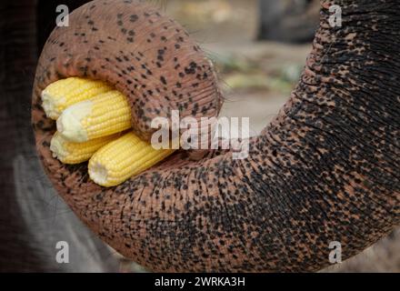 Ayutthaya, Thailandia. 13 marzo 2024. Il tronco di un elefante regge i grani durante la celebrazione nazionale del giorno degli elefanti della Thailandia nell'antica città di Ayutthaya. I thailandesi hanno onorato l'elefante lunedì con frutta speciale e cerimonie buddiste in tutto il paese per rendere omaggio ai loro animali nazionali. (Foto di Chaiwat Subprasom/SOPA Images/Sipa USA) credito: SIPA USA/Alamy Live News Foto Stock