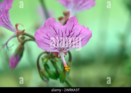 Single Pink Pelargonium Endlicherianum (Geranium) Fiore coltivato nella Alpine House presso RHS Garden Harlow Carr, Harrogate, Yorkshire, Inghilterra, Regno Unito. Foto Stock