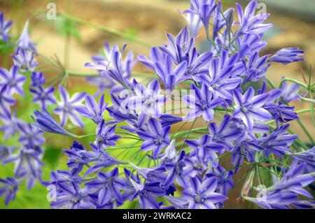 Blue/White Triteleia "Ruby" (Ithuriel's Spear) Star Shaped Flower coltivato nella Alpine House presso RHS Garden Harlow Carr, Harrogate, Yorkshire, Inghilterra. Foto Stock