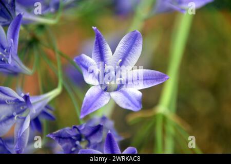 Blue/White Triteleia "Ruby" (Ithuriel's Spear) Star Shaped Flower coltivato nella Alpine House presso RHS Garden Harlow Carr, Harrogate, Yorkshire, Inghilterra. Foto Stock