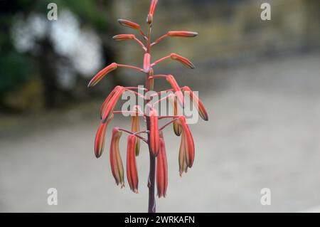 Aloe Orange/Red Lace (Aristaloe Aristata) "Torch Plant" coltivata nella Alpine House presso RHS Garden Harlow Carr, Harrogate, Yorkshire, Inghilterra, Regno Unito. Foto Stock