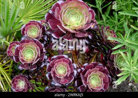 Green/Burgundy Aeonium Arboreum "Tip Top" (Tree Houseleek) pianta coltivata a RHS Garden Harlow Carr, Harrogate, Yorkshire, Inghilterra, Regno Unito. Foto Stock