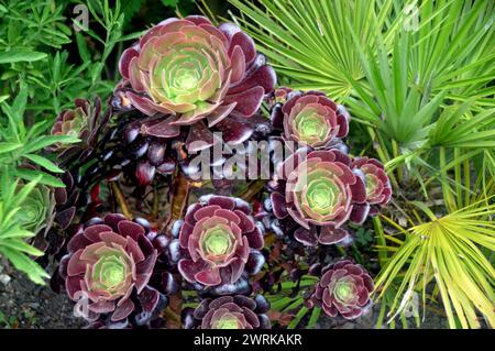 Green/Burgundy Aeonium Arboreum "Tip Top" (Tree Houseleek) pianta coltivata a RHS Garden Harlow Carr, Harrogate, Yorkshire, Inghilterra, Regno Unito. Foto Stock