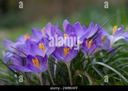 Fiori di Crocus ad angolo basso. Foto Stock