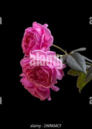 Vista ravvicinata di un gruppo di rose rosa brillanti con fogliame in fiore all'aperto isolato su sfondo nero Foto Stock