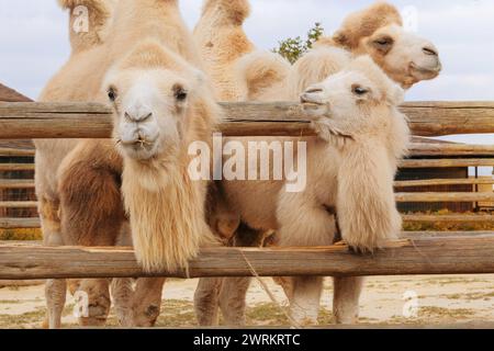 Famiglia di cammelli bianchi che mangiano fieno allo zoo. Detenzione di animali selvatici nei parchi zoologici. Foto Stock