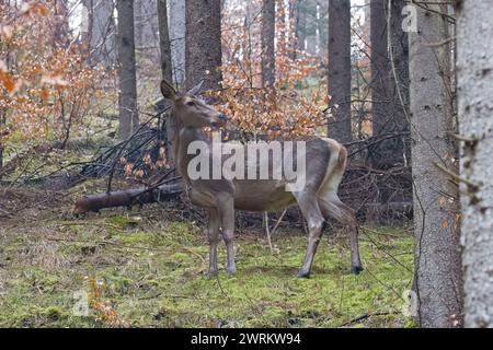 La femmina di cervo rosso si trova nella foresta in Romania Foto Stock