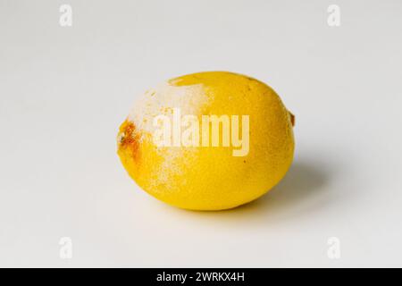 Limoni marci. Modellare il limone su bianco Foto Stock