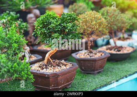 Tradizionali alberi di bonsai giapponesi in miniatura in un mercato a file di vasi in ceramica. Foto Stock